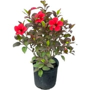 American Plant Exchange Hibiscus Red Hot, Multi-Color Live Plant, 10-Inch Pot, Tropical Shrub Perfect for Home and Garden