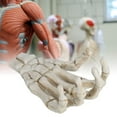thumbnail image 4 of Skull Claw Skeleton Model, Light Weight Halloween Skeleton Hands Multifunctional  For Home Decoration For Teaching Tool For Bracket, 4 of 8