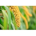 thumbnail image 7 of Millet Seeds, 18 Pounds — Kosher, Raw, Vegan, Sproutable — by Food to Live, 7 of 7