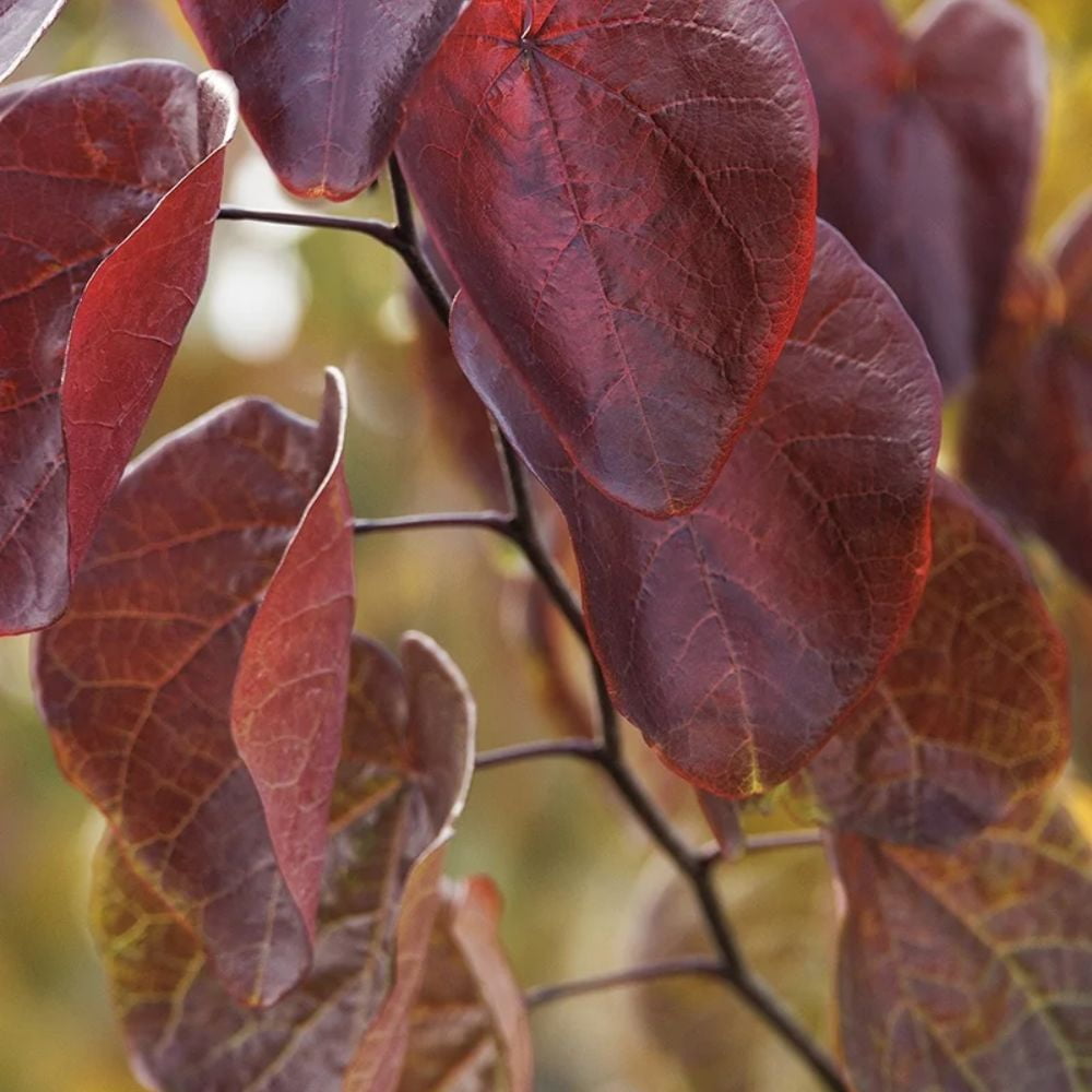 Expert Gardener Merlot Redbud Tree, 2-3 ft Tall, 5 gal Grower Pot