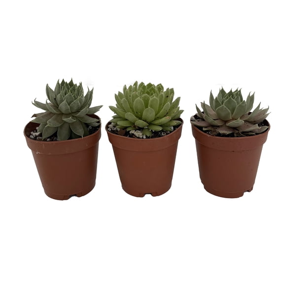 Hens & Chicks - 3 Different Plants - Sempervivum - Great House Plant - 2" Pots