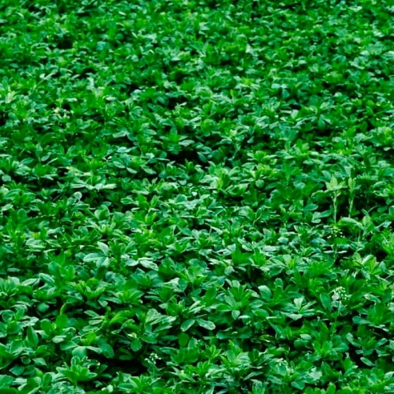 Alfalfa Cover Crop Seeds | Non-GMO | Heirloom | Fresh Garden Seeds (1,000 Seeds)