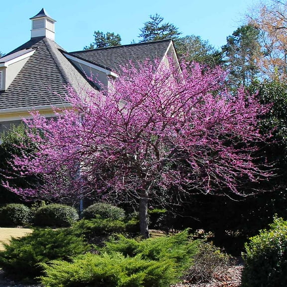 Brighter Blooms - Eastern Redbud, 3-4 ft. - No Shipping To AK, AZ, HI, OR
