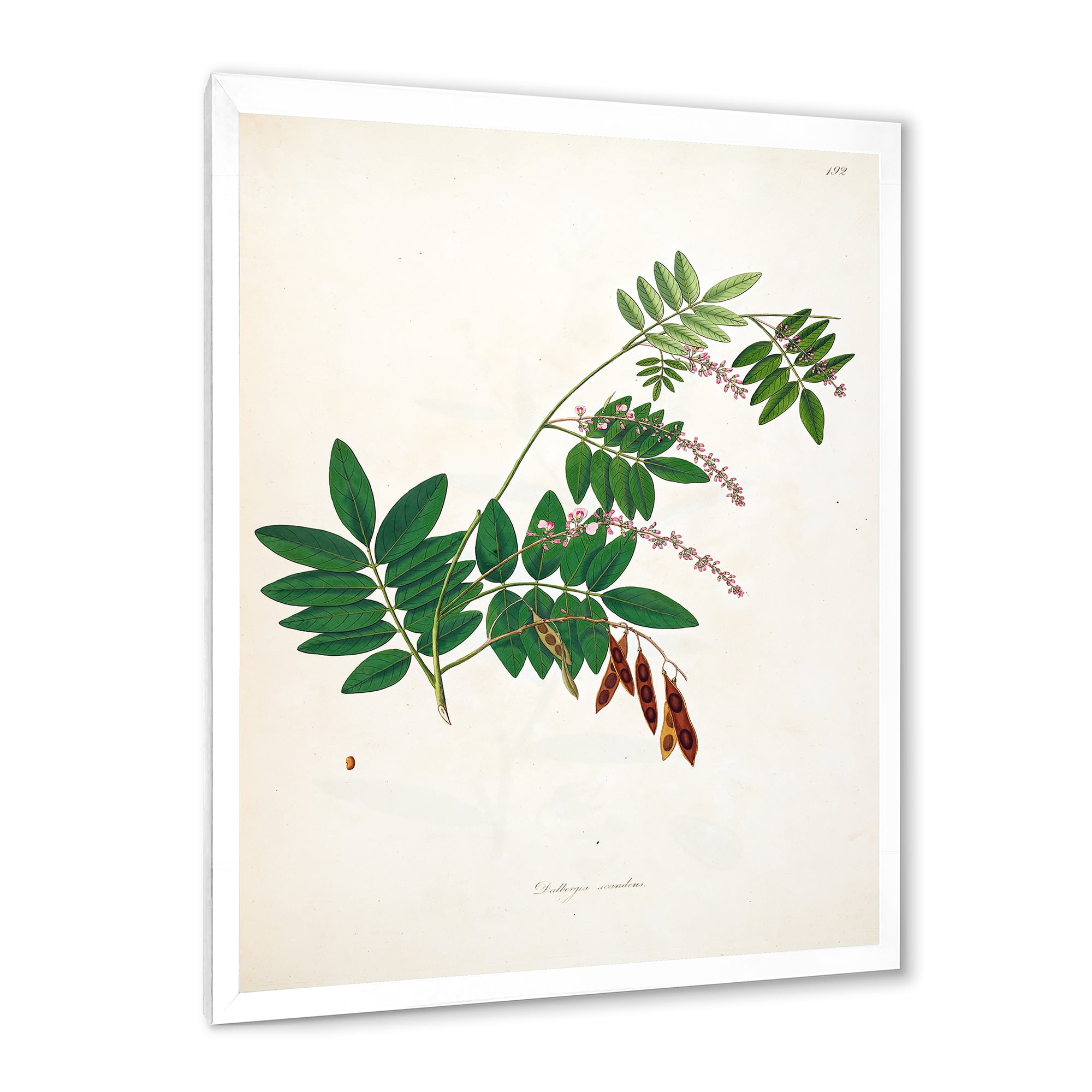 Designart 'Ancient Botanicals XI' Farmhouse Framed Art Print