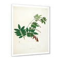 thumbnail image 2 of Designart 'Ancient Botanicals XI' Farmhouse Framed Art Print, 2 of 4
