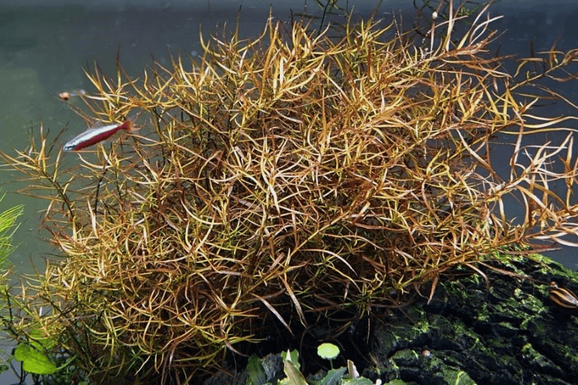 Ludwigia Arcuata Needle Leaf Repens Live Aquarium Plant – Freshwater Aquatic Stem Plant for Fish Tank