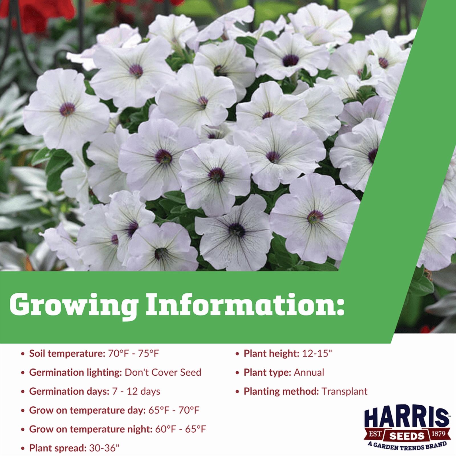 Harris Seeds - Petunia Trilogy Silver Blotch Seeds - 100 Seeds