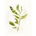 thumbnail image 3 of Borges, Victoria 15x18 Black Modern Framed Museum Art Print Titled - Sapling I, 3 of 5