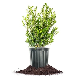 DESIGNOBAUM BOFU 55 クリスタルチャート　+ソフトハニタス2個 Altman Plants Japanese Boxwood Foundation/Hedge Shrub in 2.5-Quart