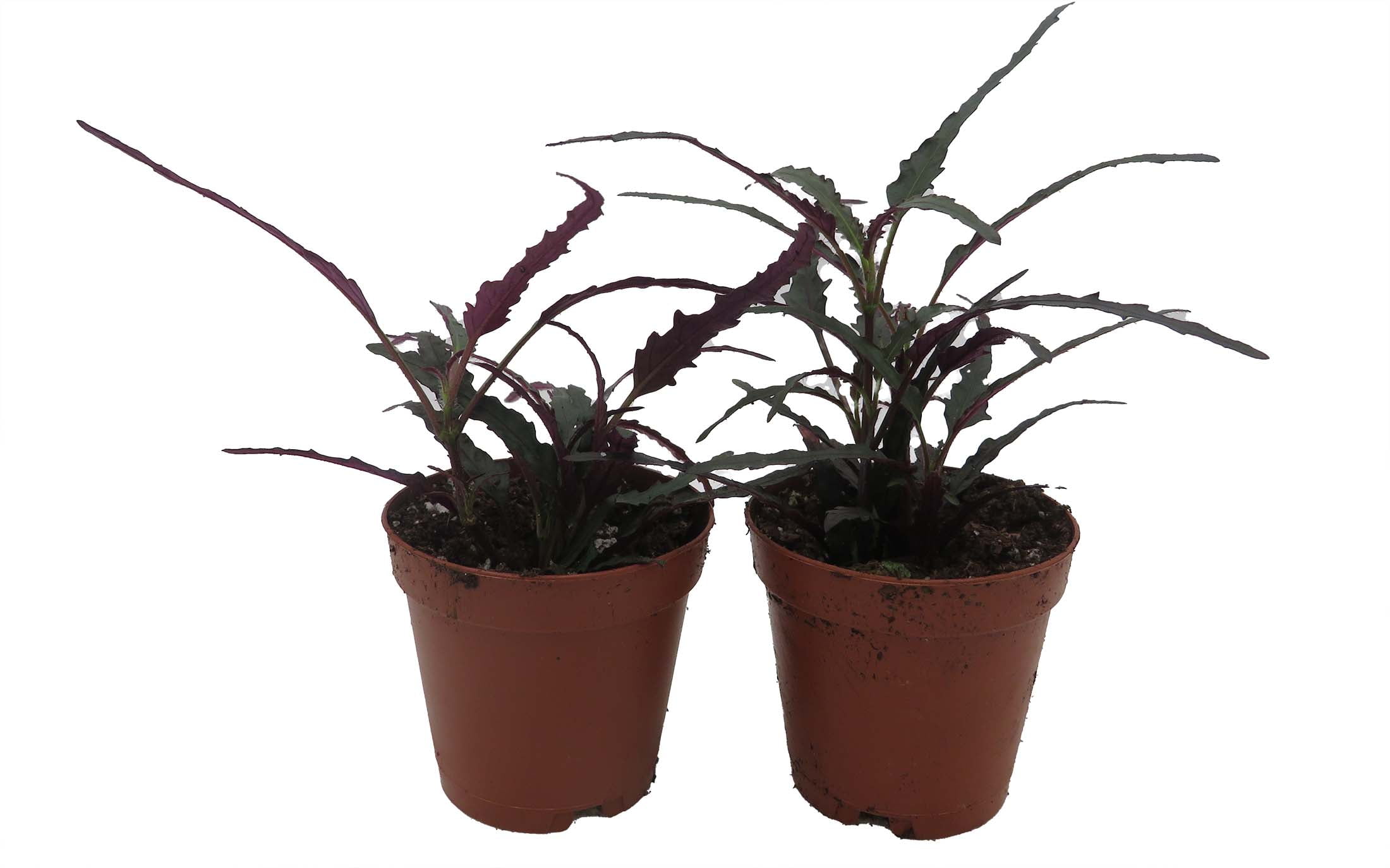 Snakeskin Snake Plant - Sansevieria - 6" Pot - Walmart.com