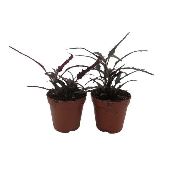 Dragon's Tongue Plant - Hemigraphis - 2" Pots - 2 Pack - Terrarium/FairyGarden/Houseplant-