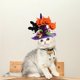 thumbnail image 4 of De Halloween Lindo Mascota Calabaza Gecko Sombrero Mascota Divertido Sombrero Para Cumpleaños Halloween Navidad Advancent HA045486-01, 4 of 6