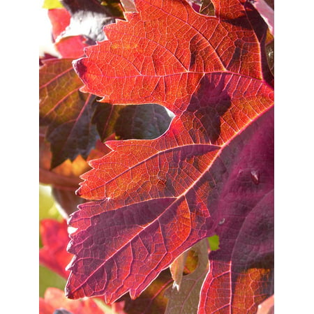 LAMINATED POSTER October Leaf Red Leaf Vine Leaf Backlight Vine Poster Print 24 x