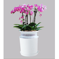 thumbnail image 2 of Pot de Plante en Plastique Pots d'Orchidée avec Trous Filet en Maille Pots de Fleurs avec Plateaux, 2 of 6