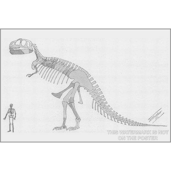 24"x36" Gallery Poster, Tyrannosaurus rex skeleton 1905