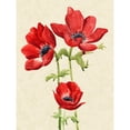 thumbnail image 3 of Popp, Grace 12x14 Black Modern Framed Museum Art Print Titled - Heirloom Anemones I, 3 of 5