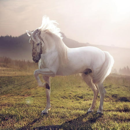 Picture of Majestic White Arabian Horse Print Wall Art By Konrad B?k