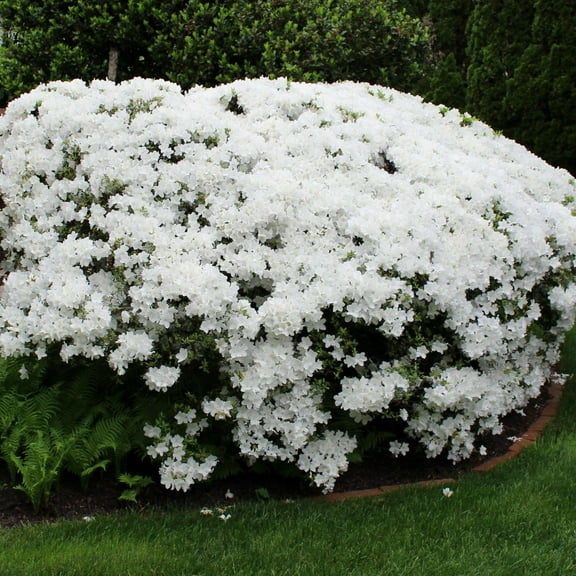 RedCrocus Delaware Valley White Glenn Dale Azalea - Spring-blooming, Fragrant, Pollinator-Friendly Deciduous Shrub, Container & Garden Plant  3 Gallon