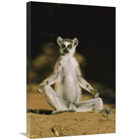 20 x 30 in. Ring-Tailed Lemur Sunning, Madagascar Art Print - Konrad Wothe