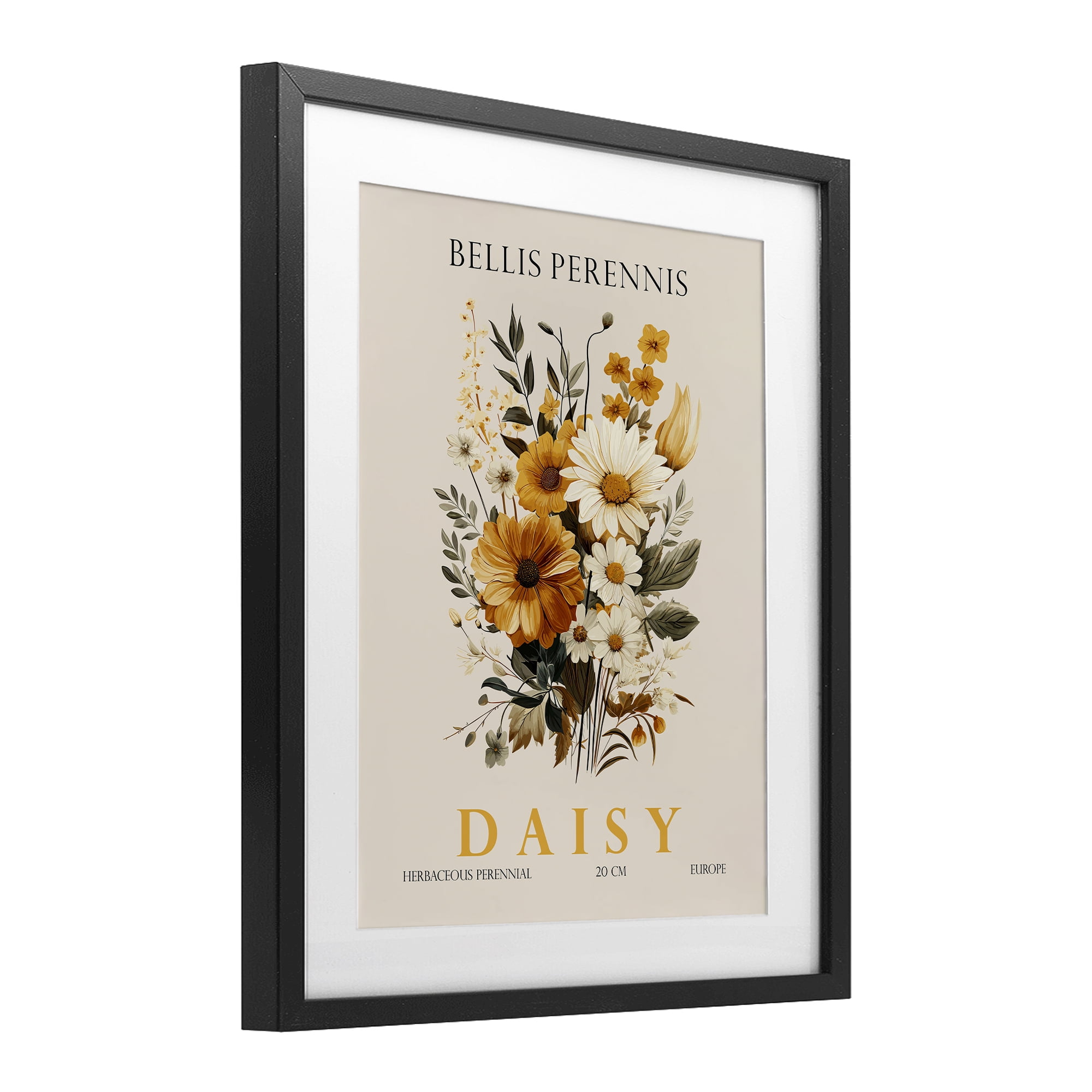 Stupell Industries Nature Daisy Bundle Black Framed Print Under Glass, design by Christopher Giampietro