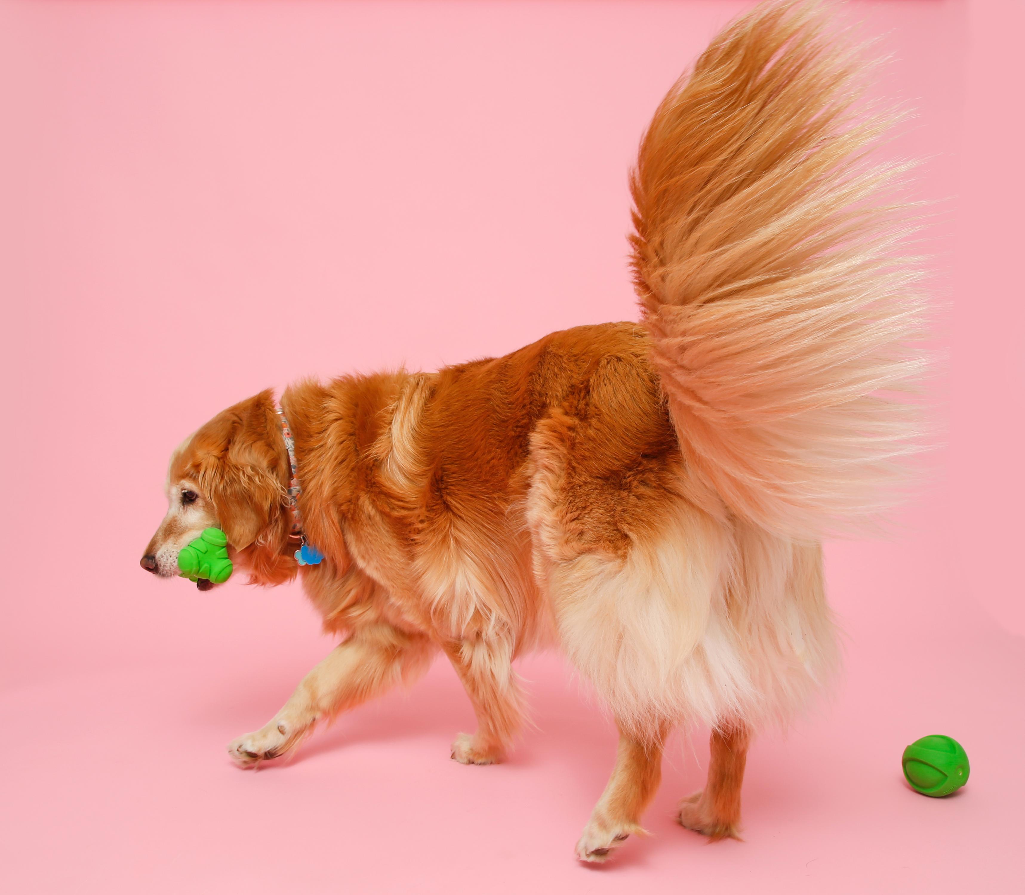 Hartz Dura Play Bone Dog Toy, Large photo 6