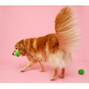 Hartz Dura Play Bone Dog Toy, Large, Color Will Vary,