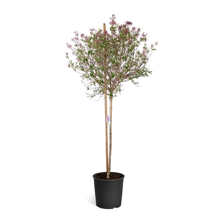 Bloomerang Purple Lilac Tree