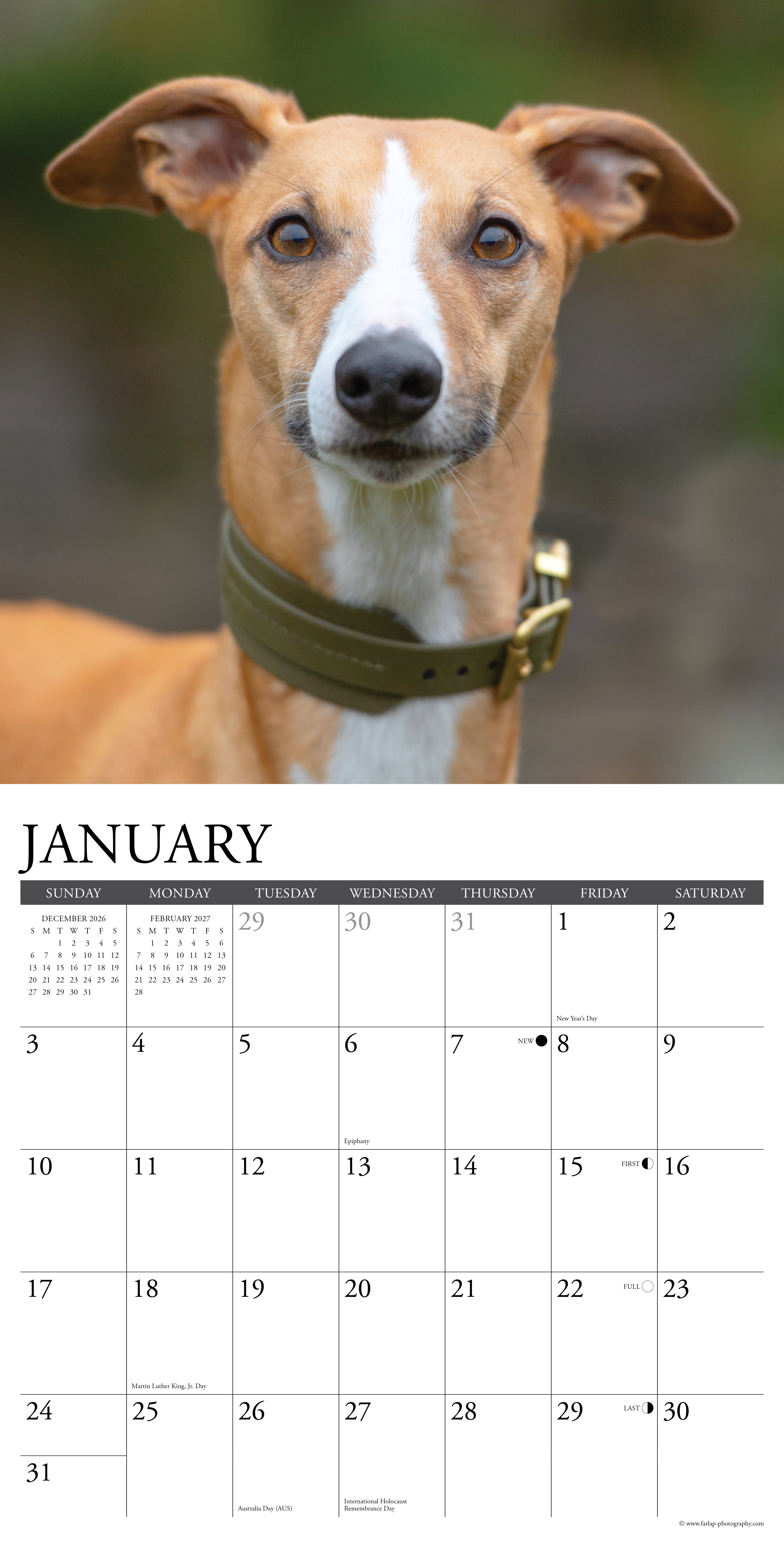 Willow Creek Press, Whippets 2027 Wall Calendar
