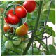 thumbnail image 5 of Soporte para Peonías, Jaula de Soporte para Peonías, Soporte para Plantas, Soporte para Plantas en Crecimiento Adecuado para Rosas, Tomates y Orquídeas, 5 of 5