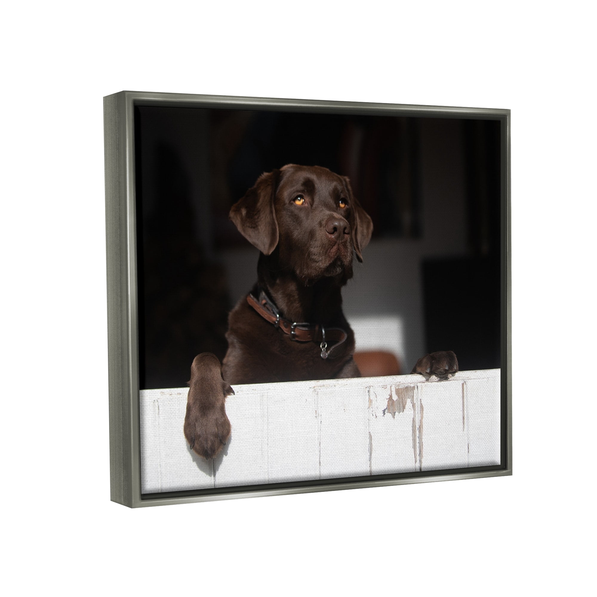 Stupell Industries Labrador Dog Overlooking Farm Leaning Barn Door Photograph Luster Gray Floating Framed Canvas Print Wall Art, Design by James Dobson