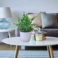 thumbnail image 4 of Felwors Petit Pot Bonsaï Décoration de Bureau pour Salon, 4 of 7