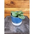 thumbnail image 2 of Peperomia Moonlight, 4" Plant, The Plant Farm, 2 of 2