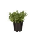thumbnail image 4 of Live Aromatic and Edible Herb - Lavender (4 Per Pack), Natural Sleep Enhancer, 6" Tall by 4" Wide in 1 Pint Pot, 4 of 5