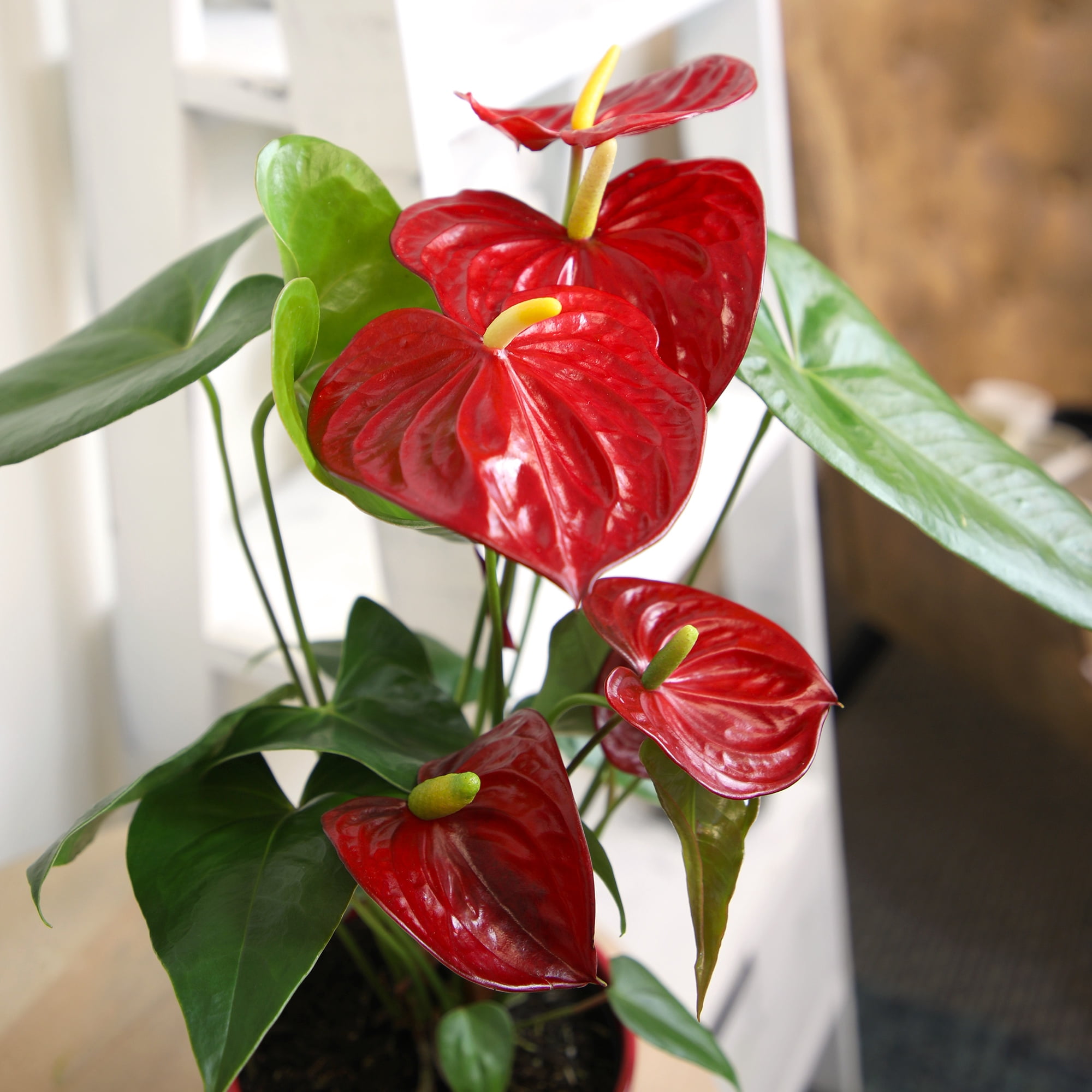 Anthurium Flamingo Flower Houseplant | 6in Red Decor Pot; Indirect Light | Element by Altman Plants