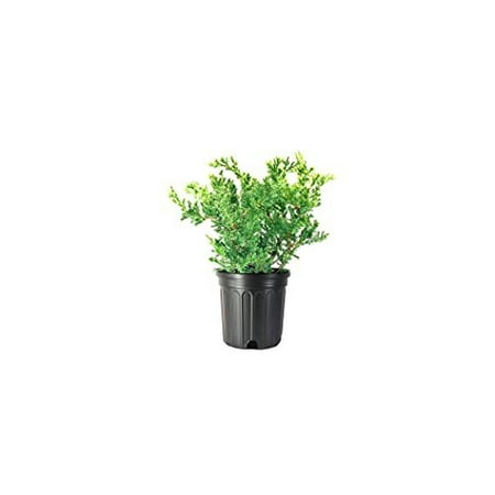 San Jose Juniper 3 Live Gallon Size Plants Juniperus Chinensis Bonsai Drought Tolerant Cold Hardy Evergreen Groundcover