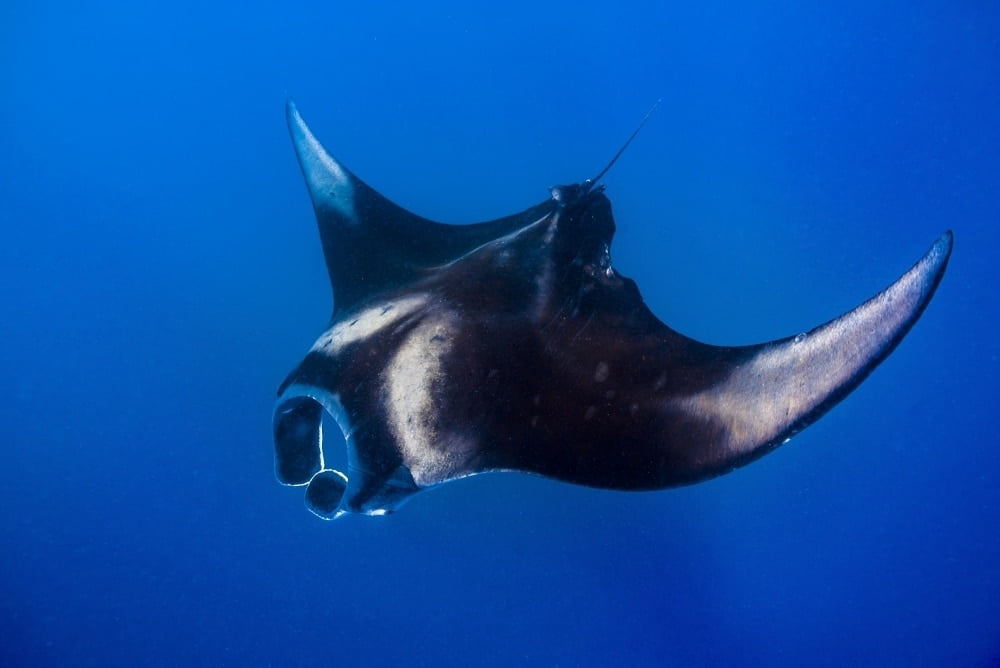 An oceanic manta ray feeding in Isla Mujeres, Mexico Poster Print by ...