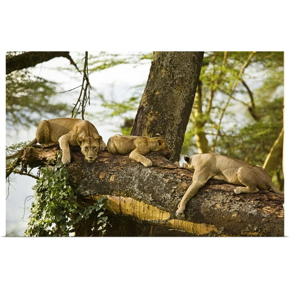 Great BIG Canvas | Rolled Scott Stulberg Poster Print entitled African Lions on Tree