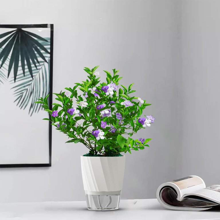 Kraoden Self Watering Pothos Planter, Automatic Watering Flower Pot with  Water Conduction Rope for Indoor Plants and Succulents - Walmart.com