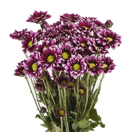 Natural Fresh Flowers - Purple Daisies, 60 Stems - Walmart.com