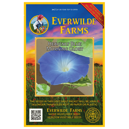 Everwilde Farms - 50 Heavenly Blue Morning Glory Garden Flower Seeds - Gold Vault Jumbo Bulk Seed