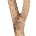 thumbnail image 4 of Bird Branch Perch Stand Training Interactive Prevent Slip Wooden Parrot Perch with Suction Cups for Small Medium Bird 15cm / 5.9in, 4 of 4