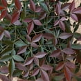 thumbnail image 4 of Southern Living Flirt Nandina Live Shrub in 2.5-Quart Grower Pot, 4 of 10
