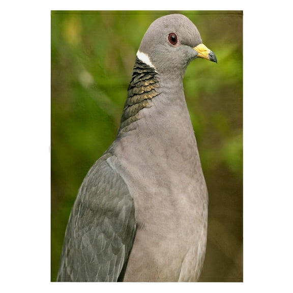 3dRose, A Band-tailed Pigeon, bird - NA02 RBR0000 - Rick A. Brown, 22x30 Bath Hand Pool Towel