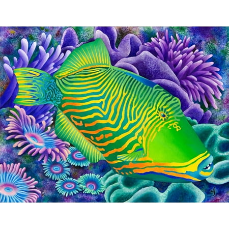 undulated trigger fish poster
