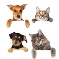 thumbnail image 4 of Cute Cat Design Smooth Finish Decorative Outlet Covers, Single Gang Rocker Unbreakable Polycarbonate, Easy Installation for Home Decoration, Set of 4, 4 of 5