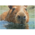 thumbnail image 2 of Dreamtimes Bathroom Rug Toiletry Mat Set Capybara in Water Print, Soft Absorbent Bath Rug and U-Shaped Contour Toilet Rug, Non-Slip Bath Carpet Bath Mats for Bathroom 17.3"x13.4"+23.6"x15.7", 2 of 5