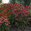 Proven Winners, Outdoor, Live Plants, Red, Echinacea, 2.72QT, Each
