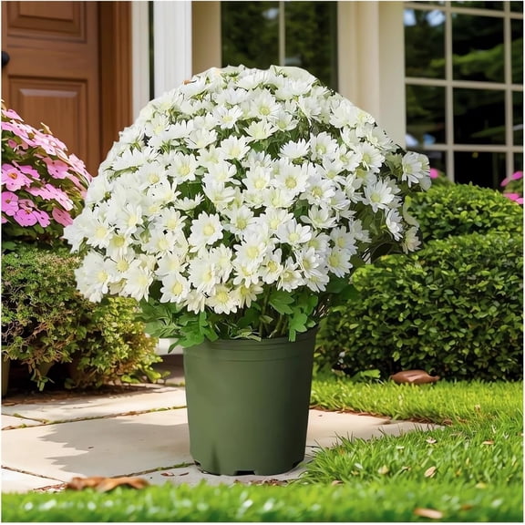 Large Artificial Outdoor Sunset Mums Flowers UV Weather Resistant Realistic Fake Flower Plants Faux Fall Silk Mums Look Real Outside Yard Decor Fall Florals Porch Decorations (10, White)