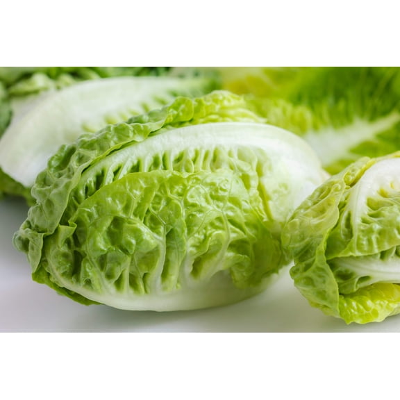 3000 Seeds LITTLE GEM LETTUCE Small Romaine Butterhead Lactuca Vegetable Seeds
