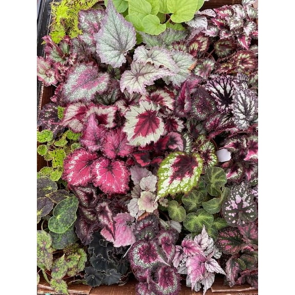 Harmony Foliage Begonia Rex and Rhizomatous Hybrids in 4 inch pots 30-Pack Bulk Wholesale Hybridized Unique Plants